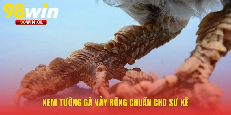 Nhận diện tố chất của Gà vảy rồng qua tướng mạo